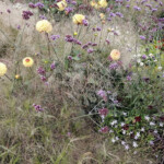Sommerblumen mit Gräsern